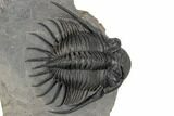 Kayserops megaspina Trilobite - Top Quality #189968-2